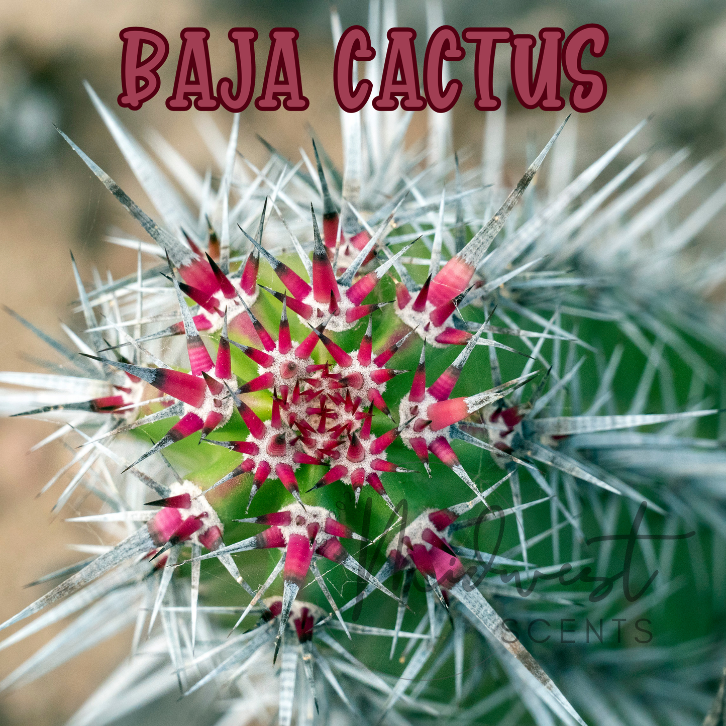 Baja Cactus